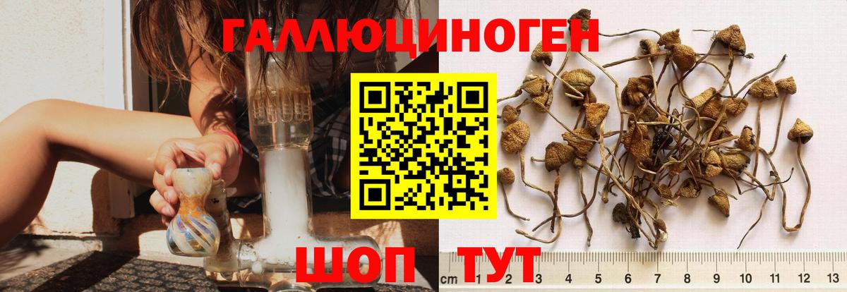 Псилоцибиновые грибы Psilocybe  Вход с VPN  Красноуфимск  Галлюциногенные грибы мицелий 